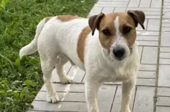 Найдена собака в деревне Козино, Звенигород