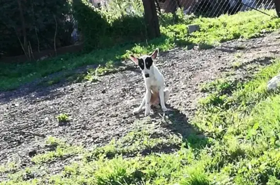 Найдена белая собака с пятнами в Коломенском районе
