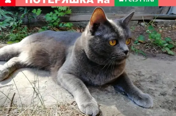 Пропал кот в СНТ Трубопрокатчик-3, Челябинск.