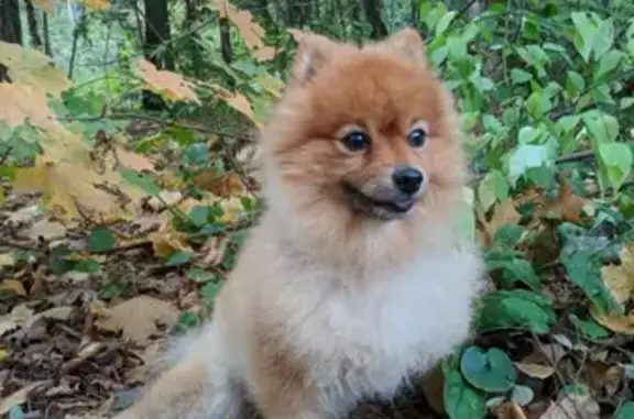 Пропала собака Шпиц, убежал из дома в Первомайском поселении
