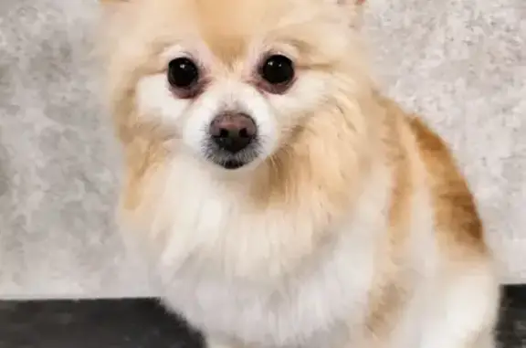 Собаки потеряшки, , фото: Потеряшка собака в Феодосии, адрес СТ Энергетик.