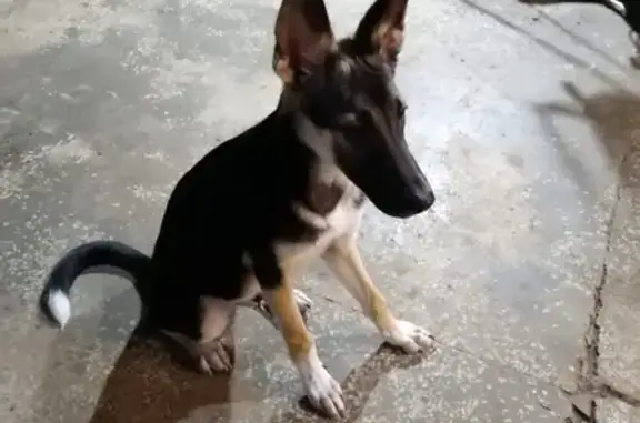 Найдена собака на улице Монтажников, Тюмень