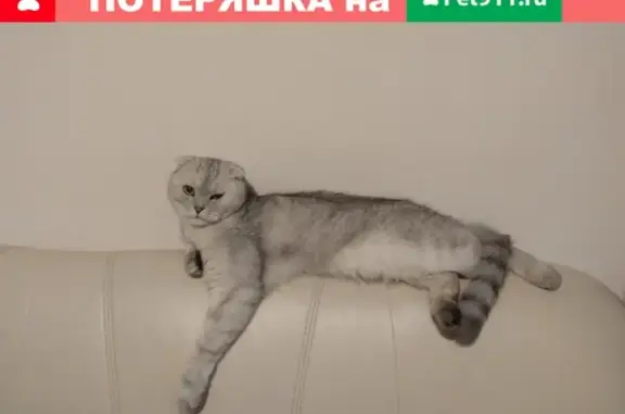 Пропал кот Оскар в Новочебоксарске