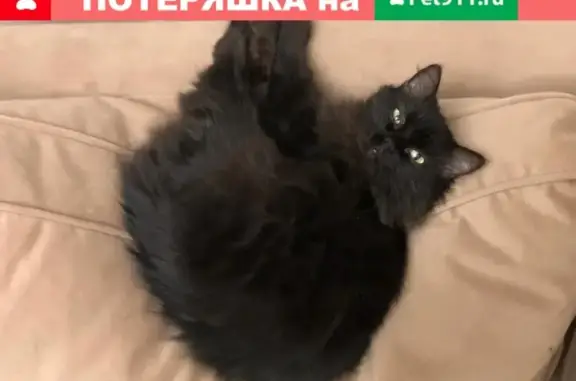 Пропала кошка Лися в Челябинске