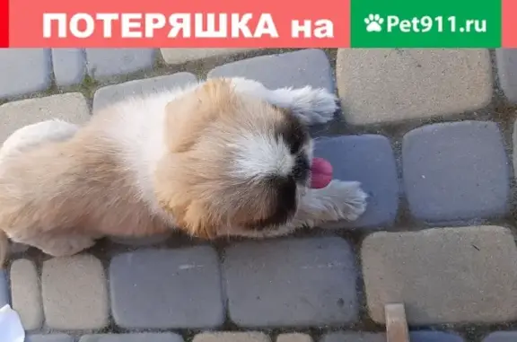 Собака Девочка найдена в Военведе, Ростов-на-Дону