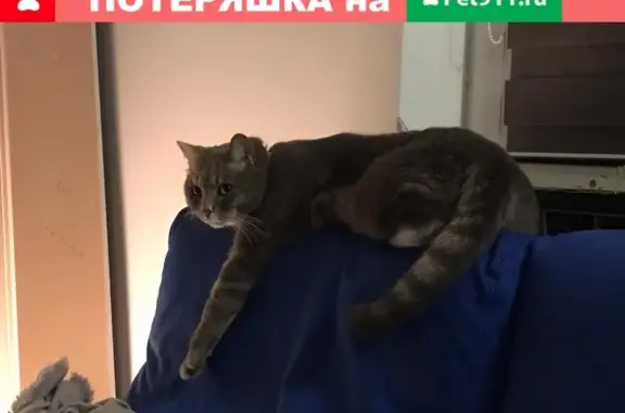 Пропал кот Боня в Малаховке, вознаграждение