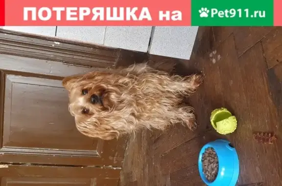 Найден ручной пес на Казанской, голодный и ищет хозяина