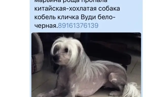 Пропала Китайская хохлатая собака в Марьина роща, ул. Сущёвский Вал