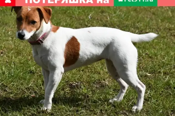 Пропала собака в Ермолино, Московская область