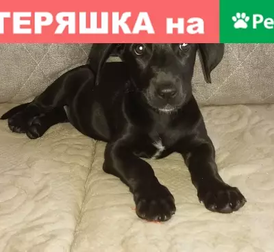 Чёрный щенок найден в Белово на ул. Ленина
