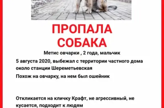 Пропала собака около Шереметьевской станции