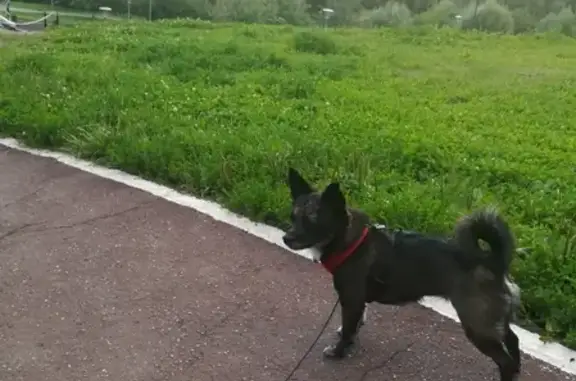 Пропала собака Сильва в Олимпийской деревне, Москва
