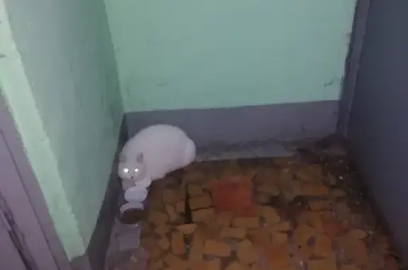 Найден белый кот на Пловдивской, СПб
