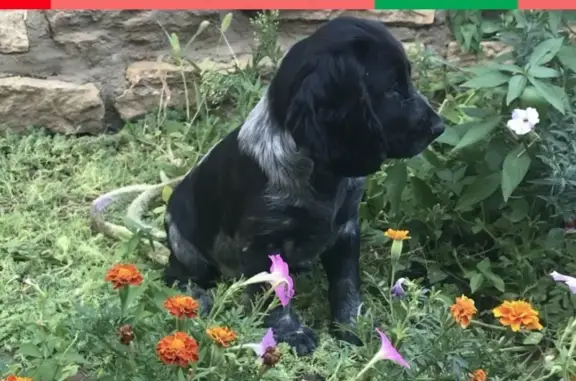 Пропала собака в Светлограде, вознаграждение