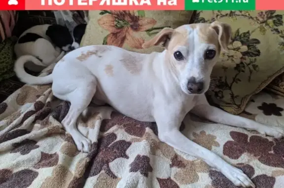 Пропала собака Джанго в Московской области