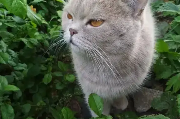 Пропала кошка в Ижевске, найдена в СНТ Мрия