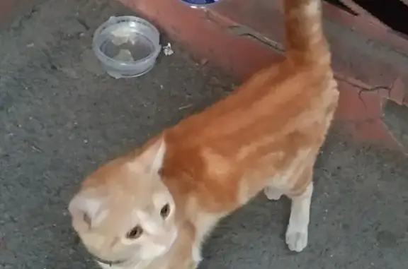 Найден рыжий котик на ул. Туполева, дом 10