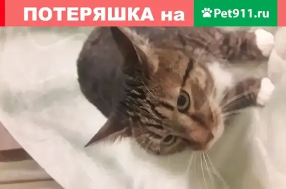 Найдена кошка породы бобтеил в Перми на ш. Космонавтов 102