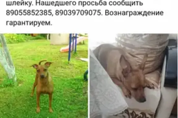 Пропала собака Цверг пинчер Тори в Балашихе, Московская область