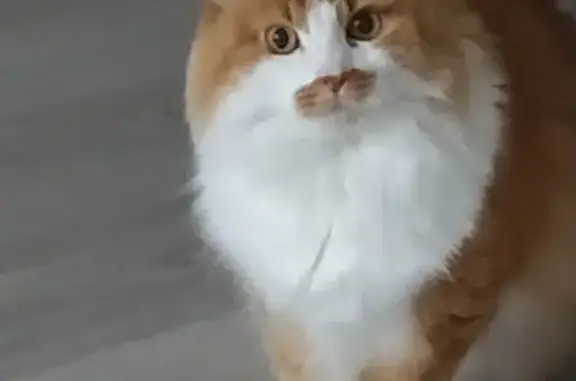 Кошки потеряшки, Калининград, фото: Потеряшка кошка на ул. Н. Карамзина, 36 (Калининград)