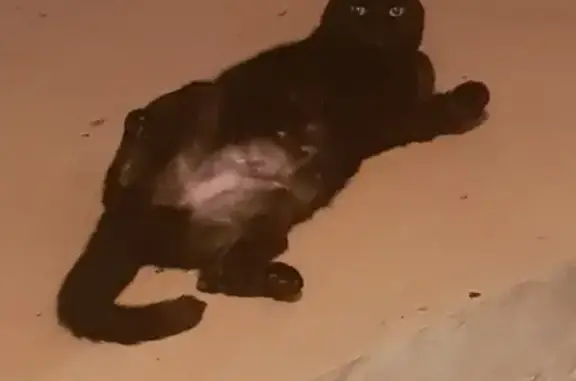 Пропала кошка Бися в Подмосковных Вечерах