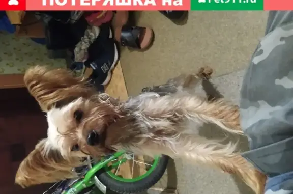 Собака найдена на улице Титова, 32