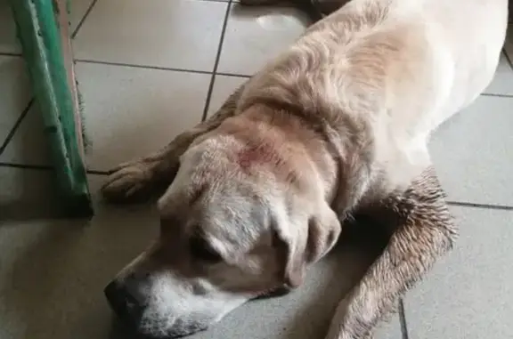 Собака найдена в Кольцово, г. Новосибирск, ул. Шукшина, д.4, кв.8