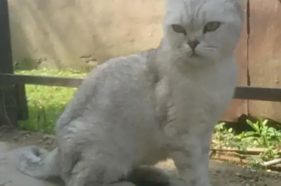 Кошка найдена во дворе Кокошкино
