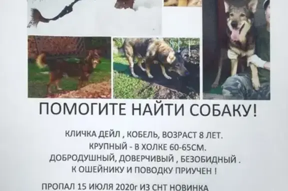 Пропала собака, найдена в СПК Новинка