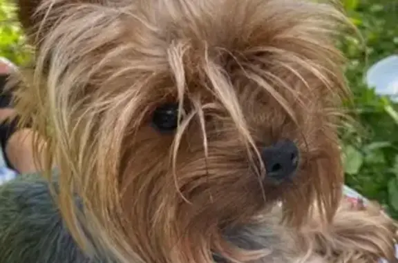 Объявления о пропавших и найденных животных, Калининград, фото: Пропала собака Элвис, Йоркширский терьер, Калининград