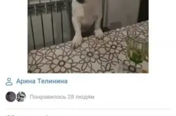 Пропала собака Фиона в районе 165 км трассы Каспий