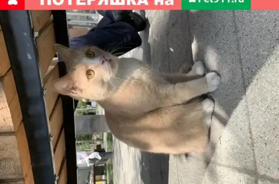Кошка Кот на Нижней Красносельской, 35