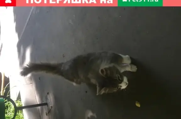 Найдена домашняя кошка на Нежинской, 13