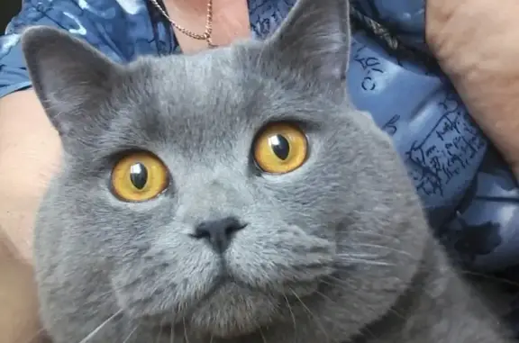 Найден британский кот на Каркасной улице, Кемерово