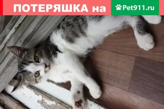 Пропала кошка на улице Котина в Челябинске