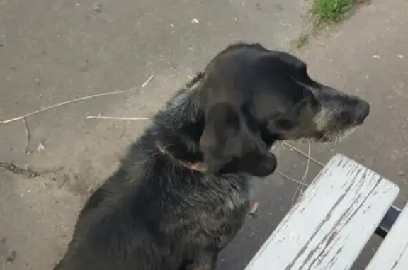 Найден потерявшийся пёс на станции Шатура
