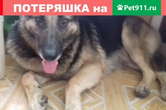 Найдена собака на Верхней Делегатской улице, Уфа