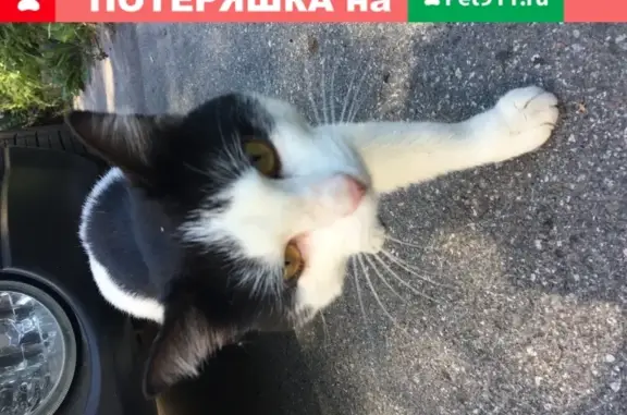 Найдена бело-черная кошка в СПб