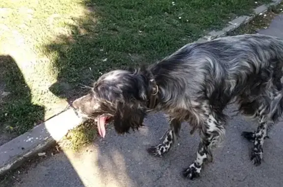 Найдена умная собака в Таганроге, Русское Поле