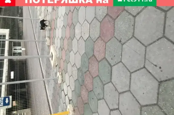 Собака на автовокзале в Ялте потерялась