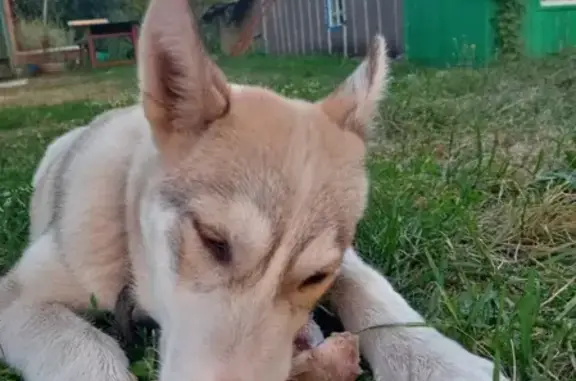 Найден щенок в Рязанской области, ищем хозяев или новый дом