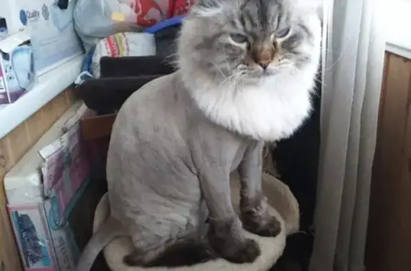 Кошки потеряшки, Новосибирск, фото: Потеряшка кошка в Новосибирске, ул. Макаренко, 23