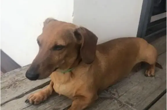 Пропала собака Швепс в Большом Алексеевском, Московская область