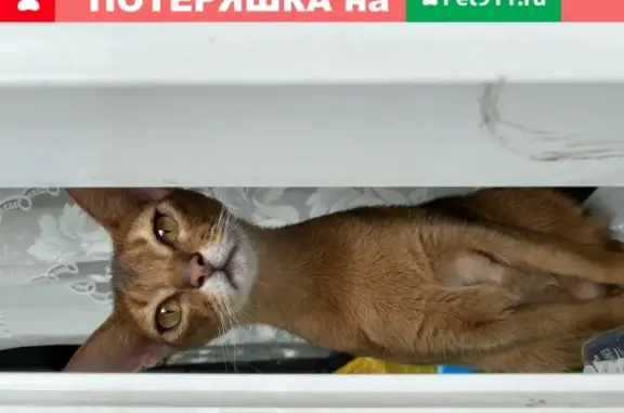 Пропала кошка Кисуня в деревне Митькино, Московская область