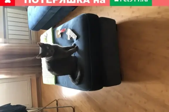 Пропал кот Баксик на Исаковского, Москва, вознаграждение!