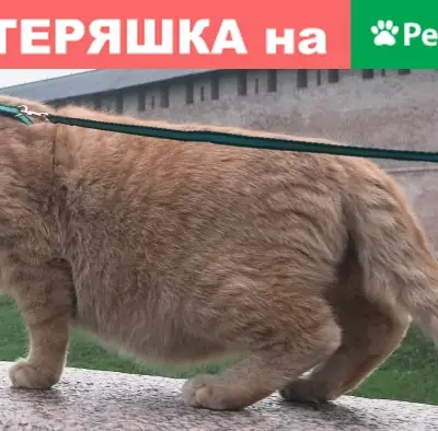 Пропала кошка в Великом Новгороде, Юрьево