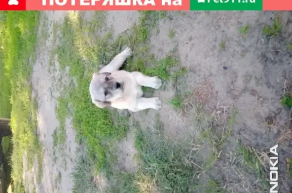 Пропала собака Фиби в Новосибирске