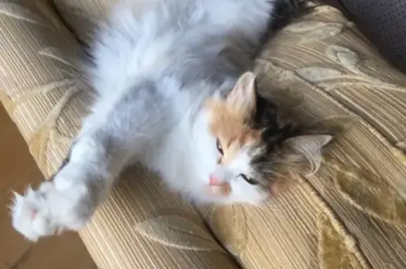 Кошки потеряшки, Ярославль, фото: Потеряшка кошка Аришка на 166 км Ярославского шоссе.