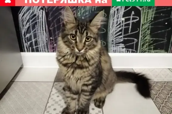 Кошки потеряшки, Новосибирск, фото: Потеряшка кошка Элла, ул. Проточная 21, СНТ Механизатор.