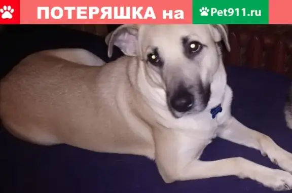 Пропала собака Маруся в р-не г. Подольска, нужна помощь